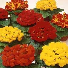 Slipper Flower Seeds Heirloom Non GMO Planting - 100 for planting in home garden